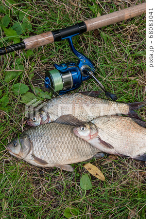 Several common bream fish, crucian fish, roach Several common bream fish, crucian fish, roach 68083041