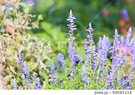 サルビア ファリナセアの花 サルビア ファリナセアの花 68083118