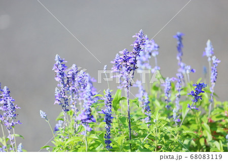 サルビア　ファリナセアの花 68083119