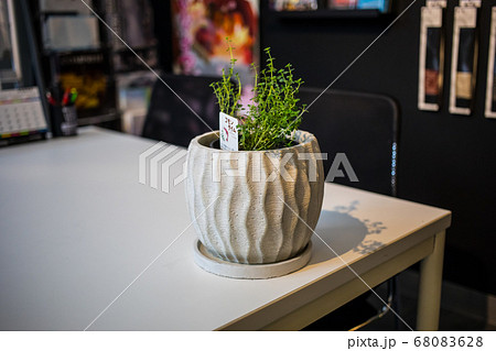 コモンタイム　観葉植物 68083628