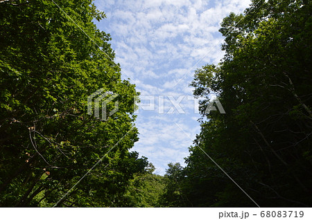 森林･大空（カムイワッカ湯の滝 付近･知床半島／北海道斜里郡斜里町） 68083719