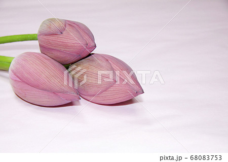 ハスの蕾アップ ピンク背景 ハスの蕾アップ ピンク背景 68083753