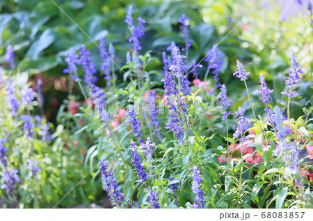 サルビア ファリナセアの花 サルビア ファリナセアの花 68083857