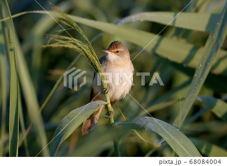 Lonely reed dweller Lonely reed dweller 68084004