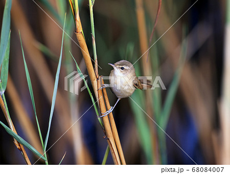 Portrait of The paddyfield warbler (Acrocephalus 68084007