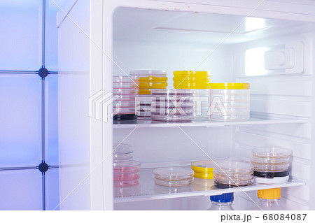 Petri dishes with samples of microorganisms in a Petri dishes with samples of microorganisms in a 68084087