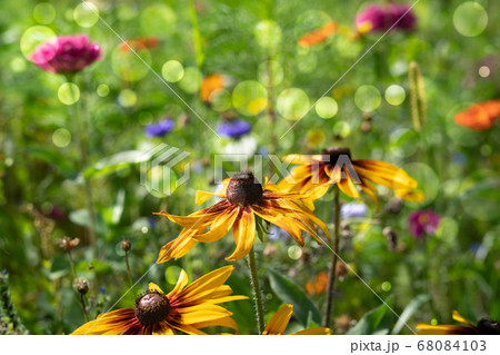 Rudbeckia flower in flower bed background 68084103