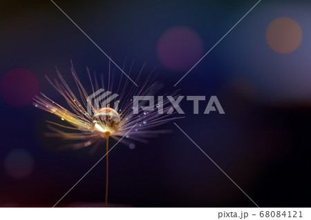 Shiny dew water drop on dandelion in bokeh 68084121