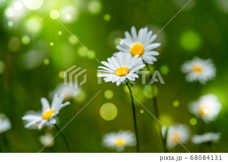 Abstract blurred nature background white common 68084131