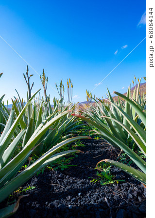 Aloe vera field 68084144