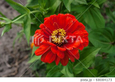 Zinnia flowers on the natural background.. Zinnia flowers on the natural background.. 68084173