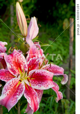 Pink lily blossoms. 68084184