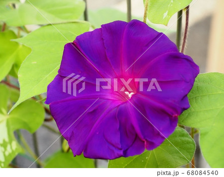 アサガオの花 68084540