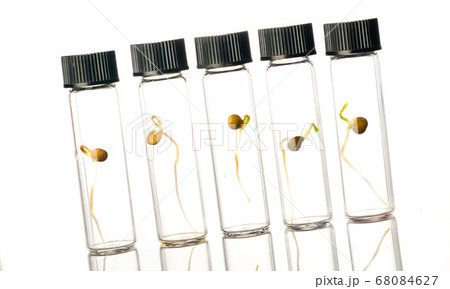 Microgreen sprouts quality control in Sanitary and 68084627