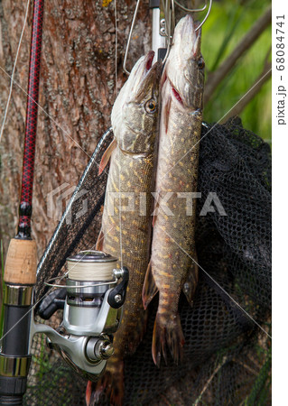 Good catch. Two freshwater pike fish on fish Good catch. Two freshwater pike fish on fish 68084741