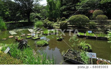 東京都薬用植物園 東京都薬用植物園 68085003