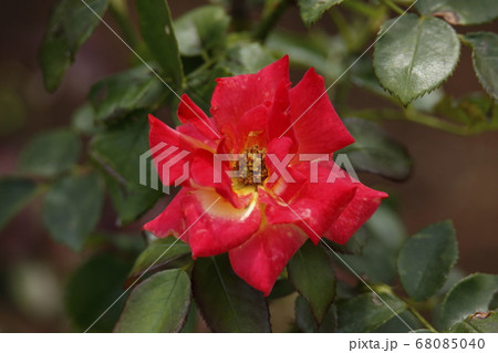 荒尾市　おもやい市民花壇　バラの花 68085040