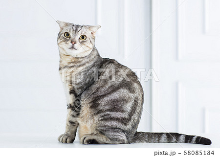 closeup american short hair cat 68085184