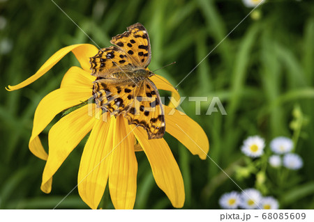 蝶 昆虫 花 68085609