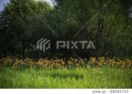 植物 花 花畑 68085742