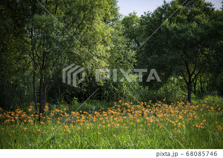 花 コスモス 花畑 68085746