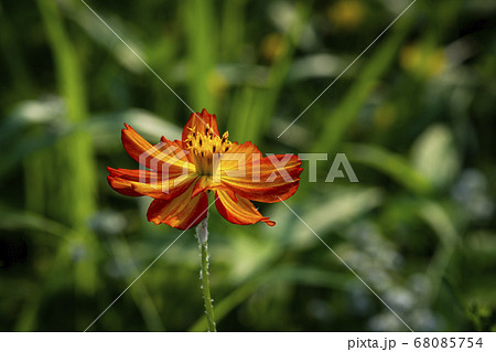 植物 クローズアップ 花 68085754