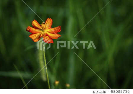 植物 クローズアップ 花 68085756