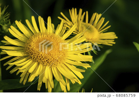 花 野花 黄色の花 68085759