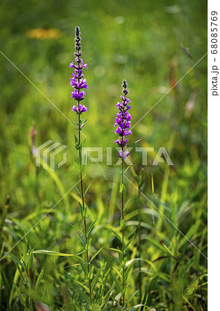花 野花 花畑 68085769