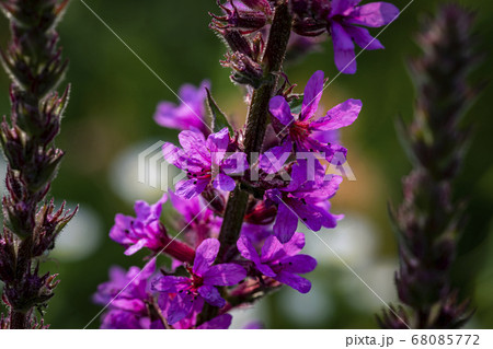 植物 クローズアップ 花 68085772