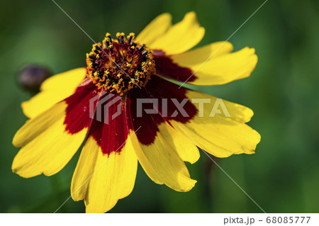 植物 花 黄色の花 68085777