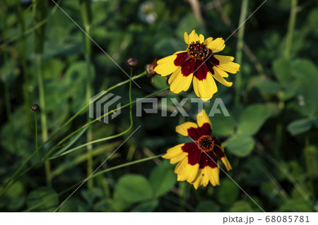 植物 クローズアップ 花 68085781