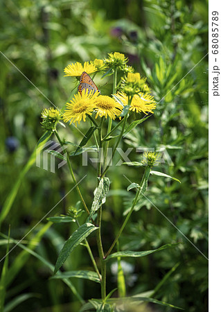 植物 クローズアップ 花 68085789