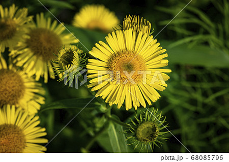 植物 クローズアップ 花 68085796