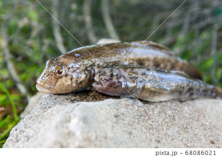 Freshwater bullhead fish or round goby fish just 68086021