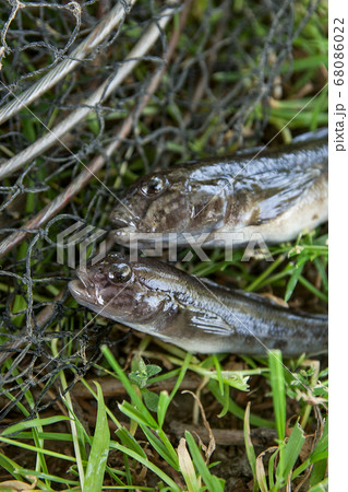 Freshwater bullhead fish or round goby fish just 68086022