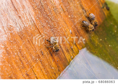 Bees drinking water at the summer. 68086063