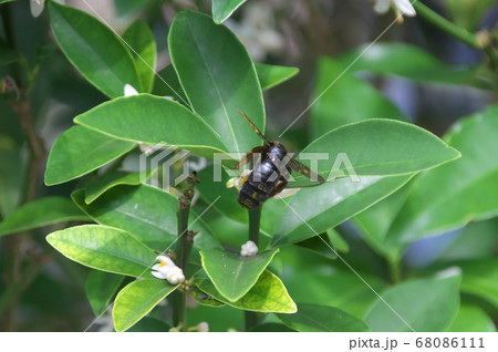 タイワンタケクマバチ 68086111