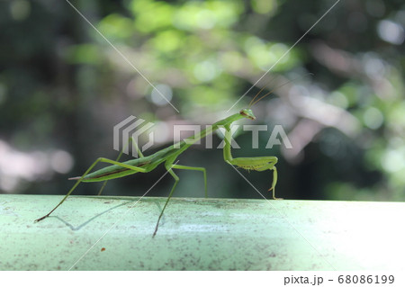 カマキリ カマキリ 68086199