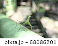 カマキリ 68086201