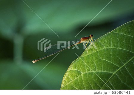 昆虫 トンボ 糸トンボ 68086441