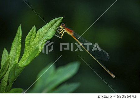 昆虫 トンボ 糸トンボ 68086443
