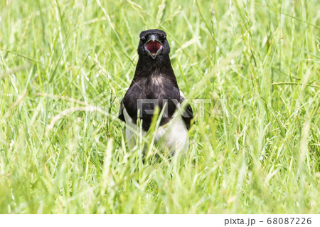 Juvenile Eurasian magpie or common magpie (Pica Juvenile Eurasian magpie or common magpie (Pica 68087226