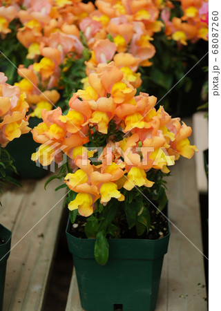 colorful Snapdragon (Antirrhinum majus) blooming 68087260