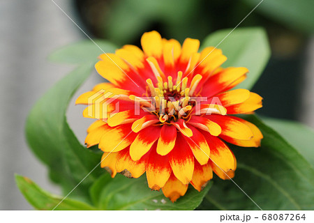 Zinnia growing in a pot with a shallow focus, 68087264