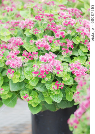 Ageratum, pink ageratum, pot plants in the black 68087265