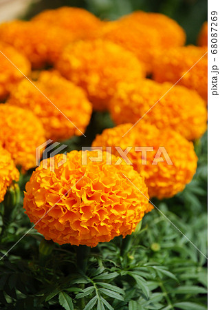 Marigolds Orange Color (Tagetes erecta, Mexican 68087269