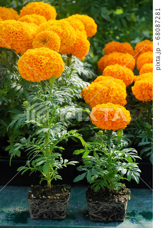 Marigolds Orange Color (Tagetes erecta, Mexican 68087281