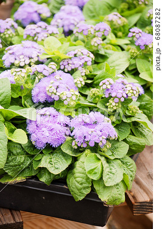 Ageratum, purple ageratum, pot plants in the black 68087282