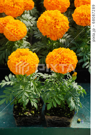 Marigolds Orange Color (Tagetes erecta, Mexican 68087289